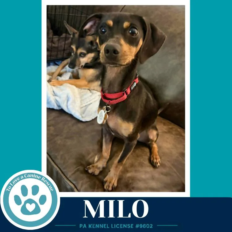 Milo
