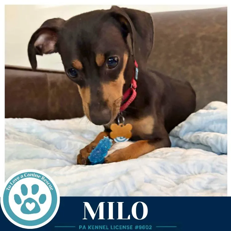 Milo thumbnail 2