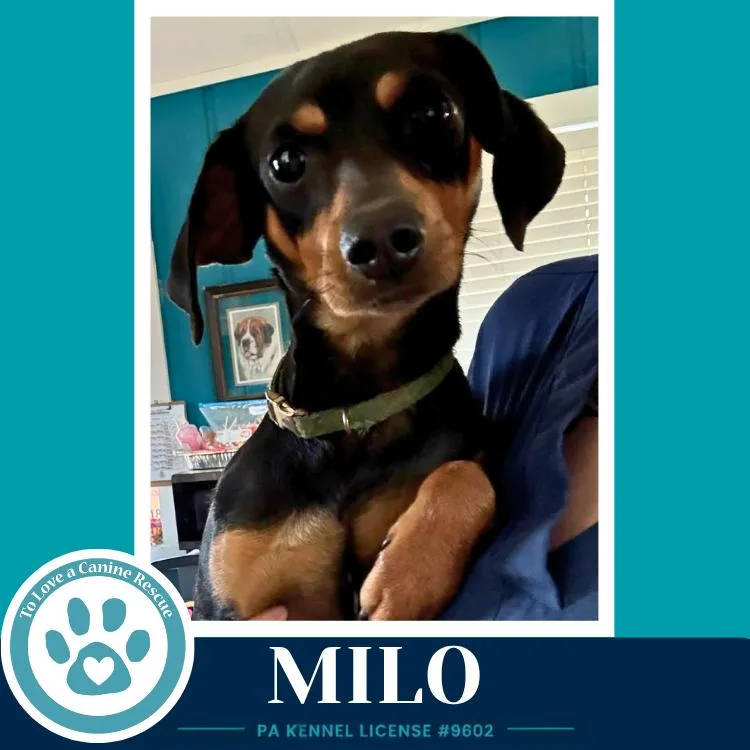 Milo thumbnail 3