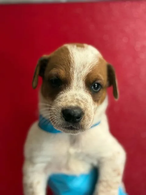 A baby small-sized male Australian Cattle Dog / Blue Heeler dog named Horseshoe for adoption in Visalia, CA