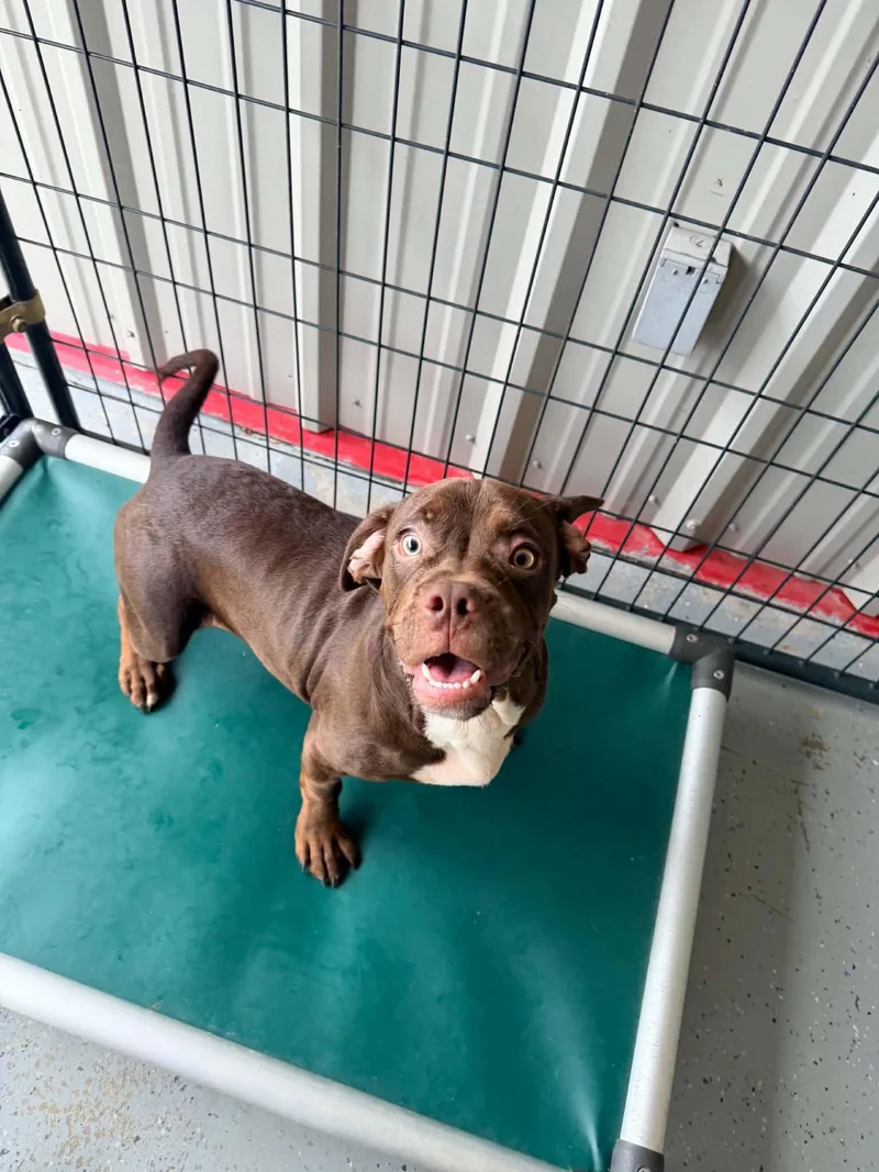A young medium-sized male Bulldog dog named Charles Dickinson for adoption in Bishopville, SC