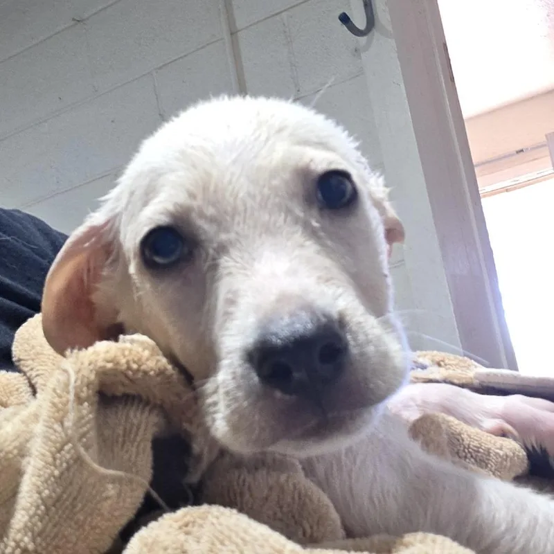 A baby large-sized male Labrador Retriever dog named Atlas for adoption in Oxford, ME