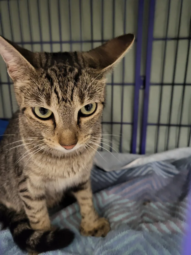 A young medium-sized female Tabby (Gray / Blue / Silver) Domestic Short Hair cat named Theophanie for adoption in Burlington, IA