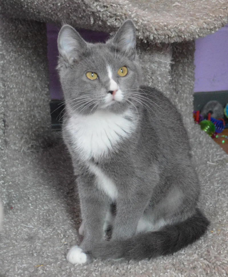 A baby medium-sized female Gray & White Domestic Medium Hair cat named Blossom for adoption in House Springs, MO