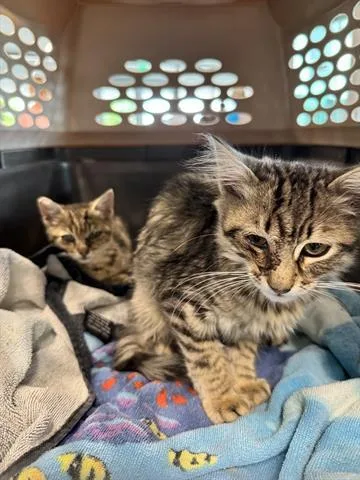 A baby small-sized male Domestic Short Hair cat named Jameson for adoption in San Martin, CA