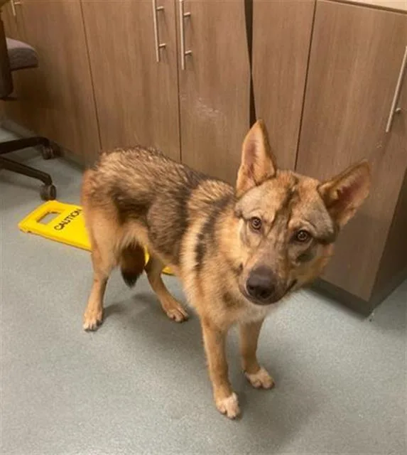 A baby medium-sized male German Shepherd Dog dog named Felipe for adoption in Baytown, TX