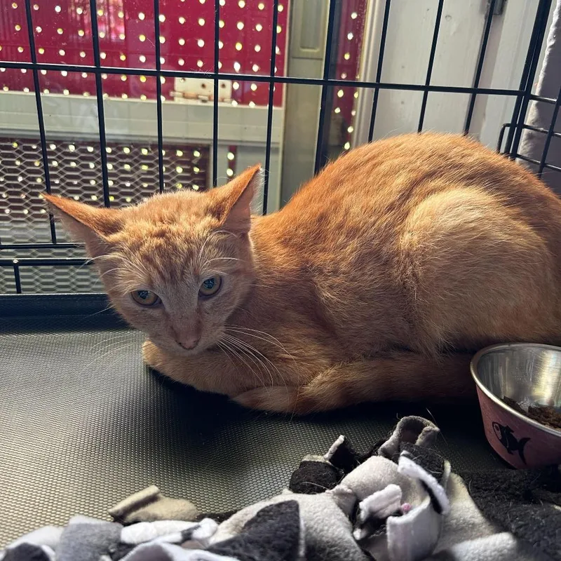 A baby small-sized male Orange / Red Domestic Short Hair cat named Newbie P for adoption in Pahoa, HI