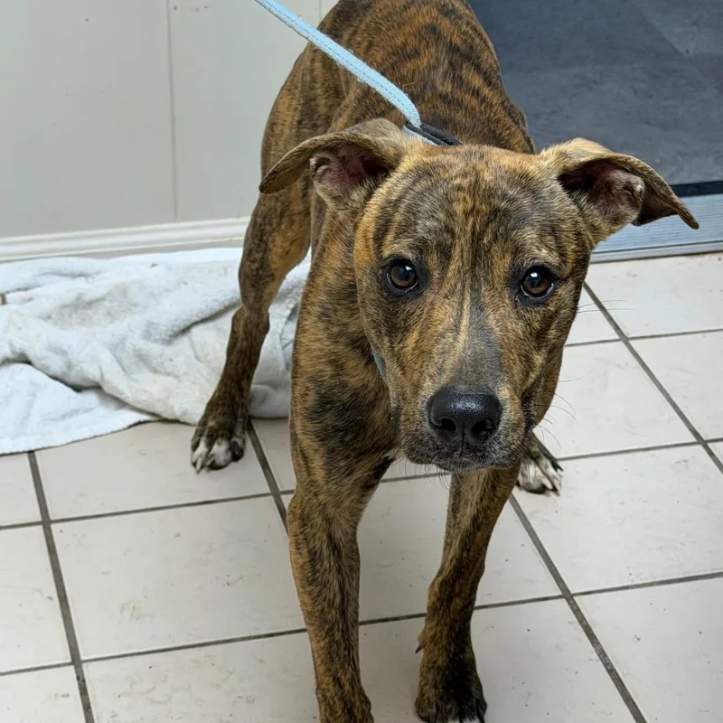An adult medium-sized male Brindle Mountain Cur dog named TUSCStray for adoption in Tuscaloosa, AL