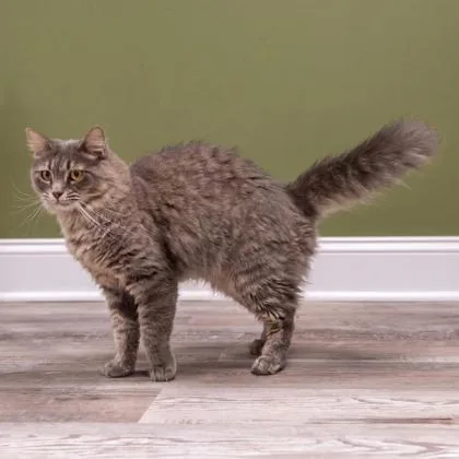 Holly Katter  FIV+ thumbnail 2
