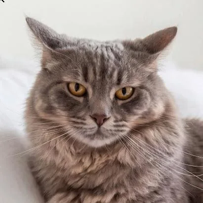 Holly Katter  FIV+ thumbnail 3