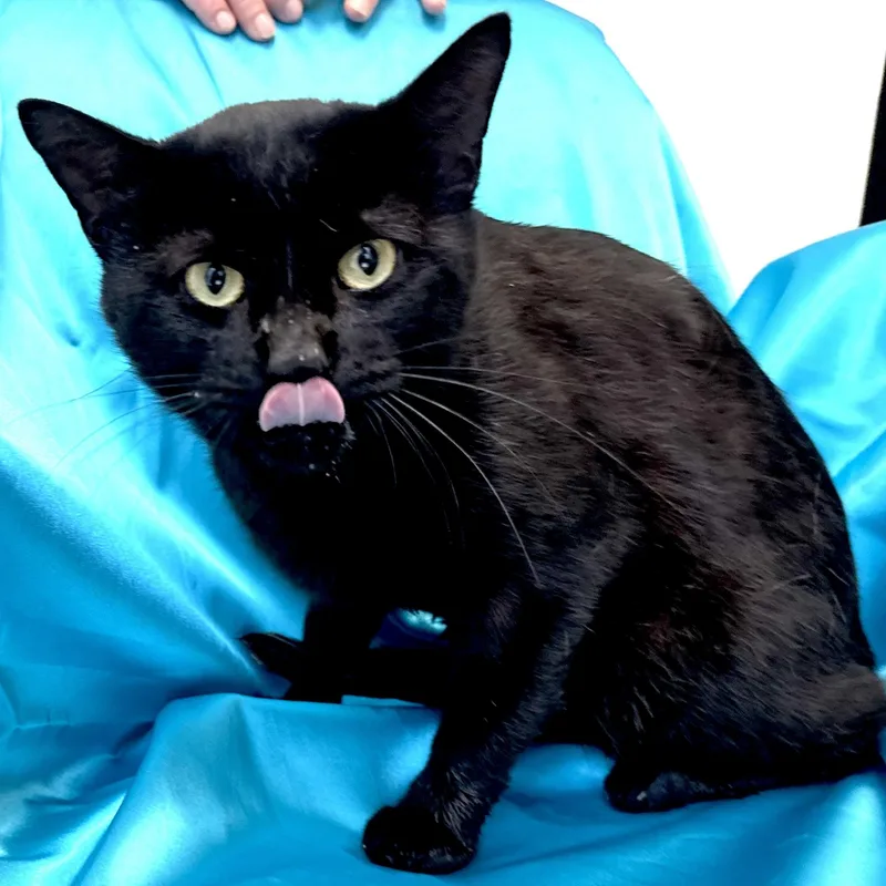 An adult medium-sized male Black Domestic Short Hair cat named Spooky s for adoption in Sequatchie, TN