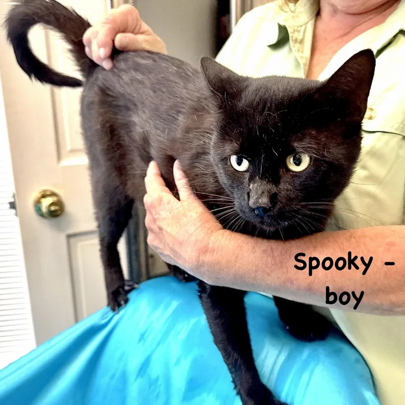 Spooky s thumbnail 5