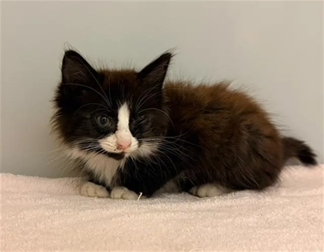 A baby small-sized female Domestic Long Hair cat named Charlie for adoption in Statesville, NC