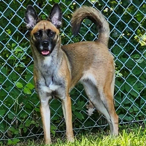 A young medium-sized female Belgian Shepherd / Malinois dog named Shenzi for adoption in Clinton Township, MI