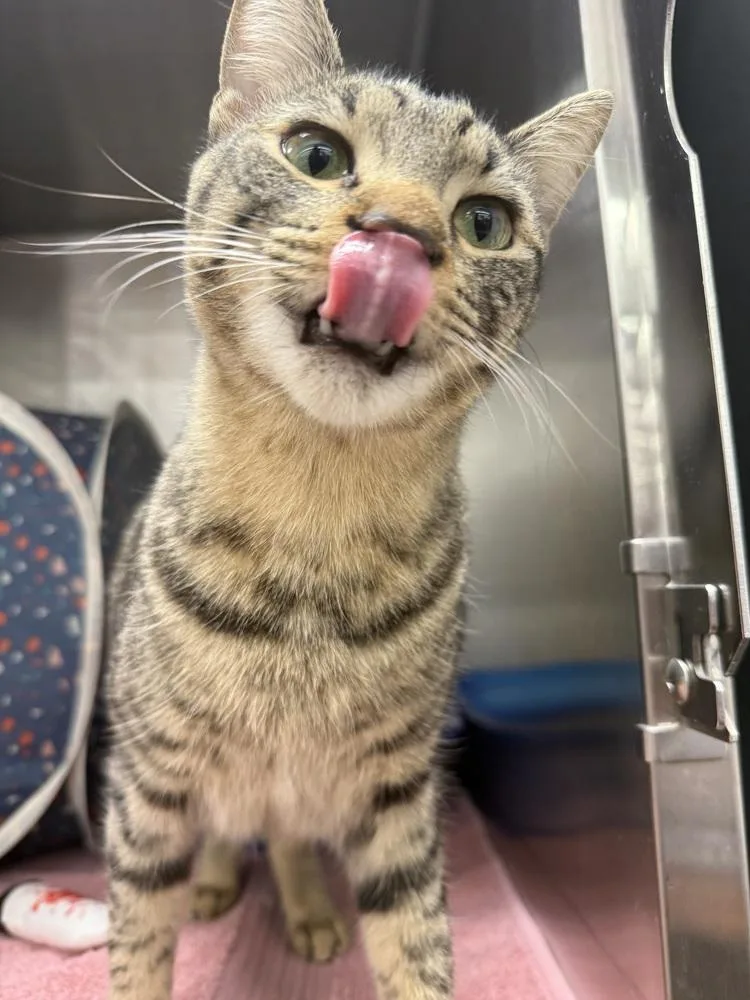 A young small-sized female Domestic Short Hair cat named Agatha for adoption in Orlando, FL