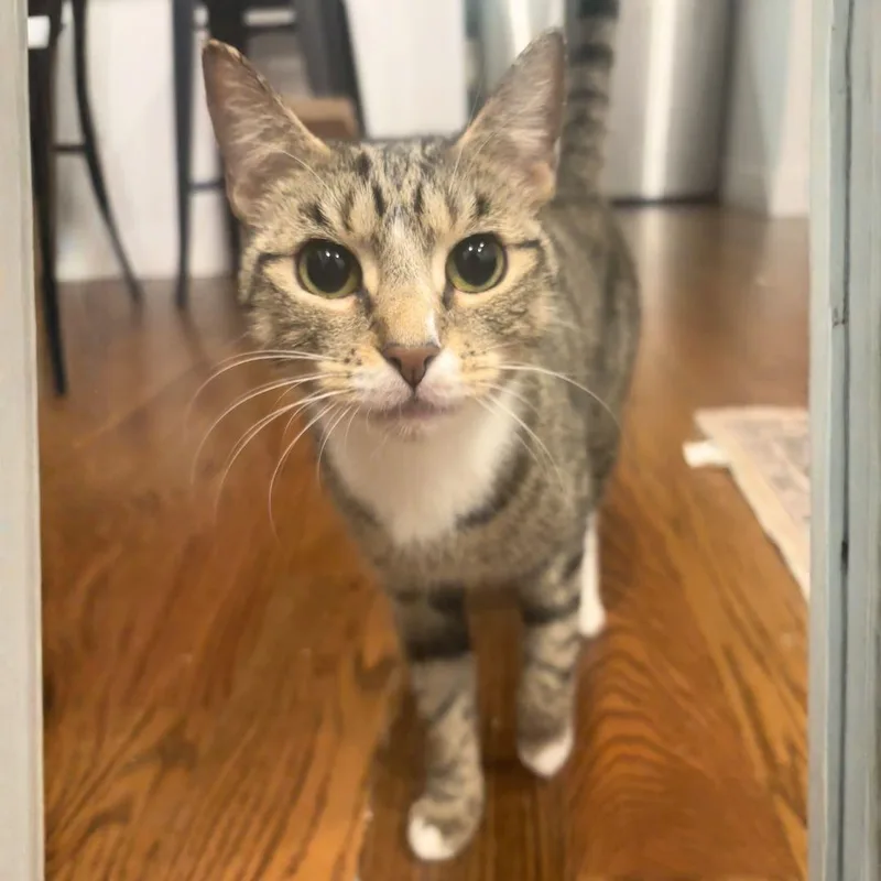 An adult medium-sized female Domestic Short Hair cat named Veneris for adoption in Brooklyn, NY