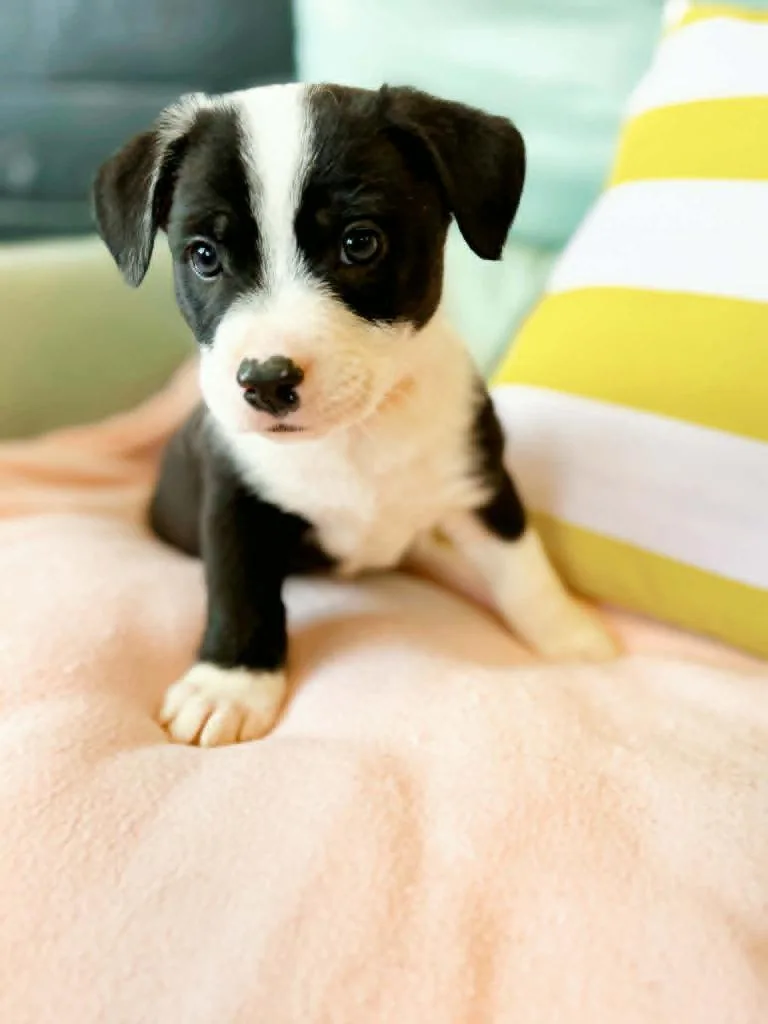 A baby medium-sized male Pit Bull Terrier dog named Sausage for adoption in Effingham, IL