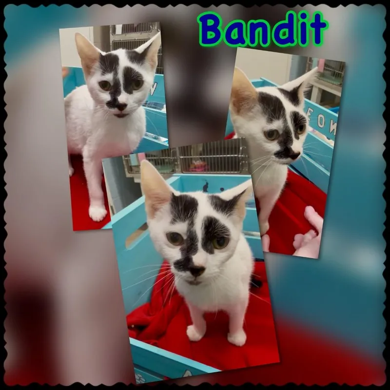 Bandit