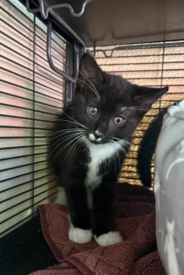 A baby small-sized female Domestic Short Hair cat named Kamari for adoption in Hagerstown, MD