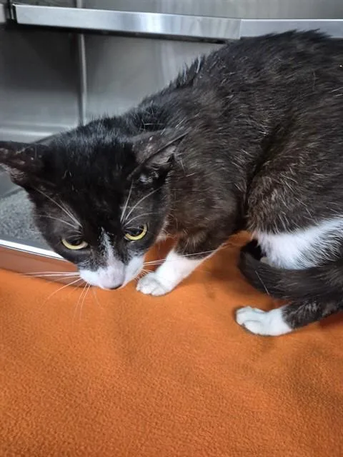 An adult large-sized male Domestic Short Hair cat named A for adoption in Pasadena, TX
