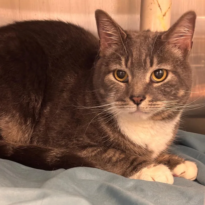 An adult medium-sized male Gray / Blue / Silver Domestic Short Hair cat named Baby for adoption in Philadelphia, PA