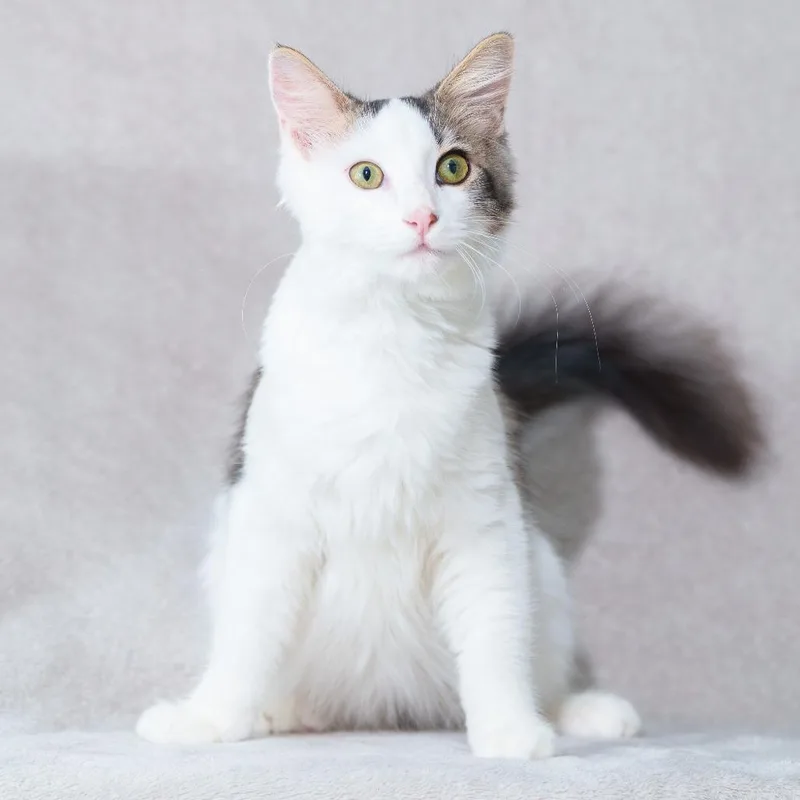 A baby small-sized male Domestic Medium Hair cat named Puffin for adoption in Sunnyvale, CA