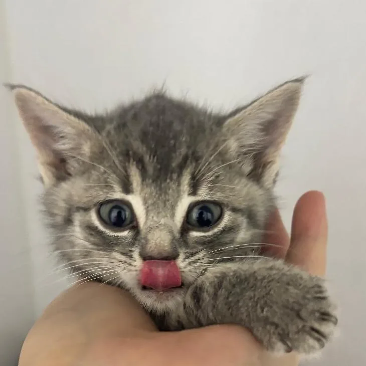 A baby small-sized female Gray / Blue / Silver Russian Blue cat named Starry for adoption in Franklin, NC