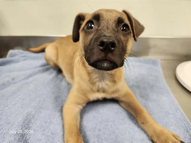 A baby small-sized female German Shepherd Dog dog named Bagel for adoption in Santa Cruz, CA
