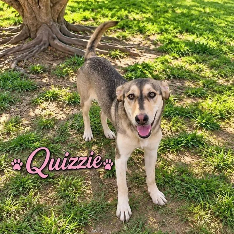 A young medium-sized female Shepherd dog named Quizzie for adoption in Brewton, AL