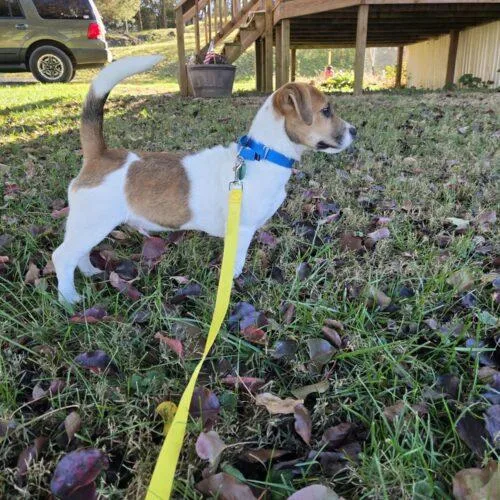 A baby small-sized male Yellow / Tan / Blond / Fawn Beagle dog named Bodhi for adoption in Christiansburg, VA