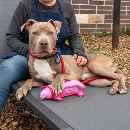 An adult large-sized male Mixed Breed dog named Cole for adoption in Chamblee, GA