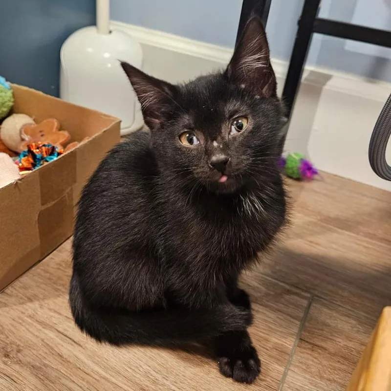 A baby small-sized male Black Domestic Short Hair cat named Castiel for adoption in Winchester, VA