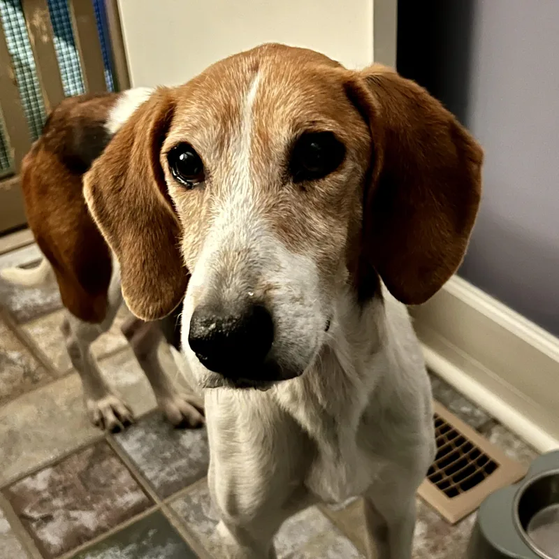 An adult medium-sized female Tricolor (Brown, Black, & White) Harrier dog named Lilly for adoption in High Point, NC