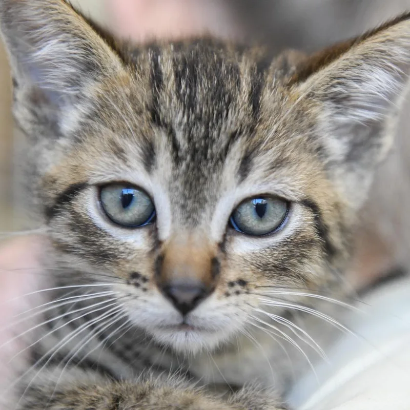 A baby small-sized male Brown / Chocolate Domestic Short Hair cat named Aspen for adoption in Redwood City, CA