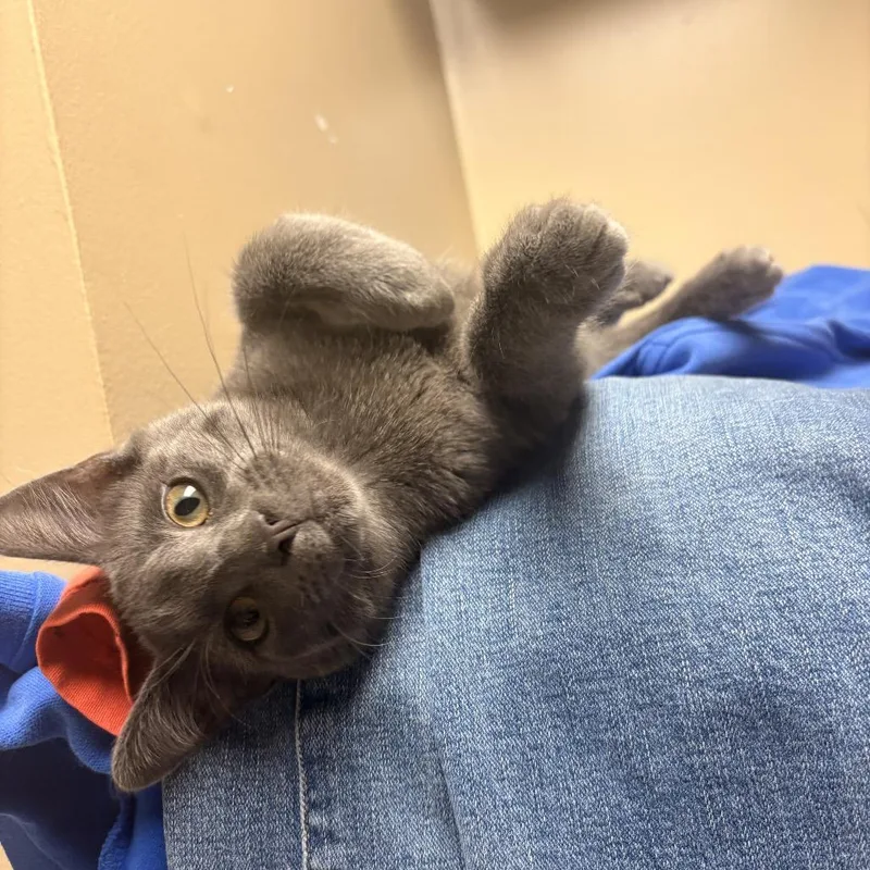A baby small-sized male Gray / Blue / Silver Domestic Short Hair cat named Frank for adoption in Rochester, MN