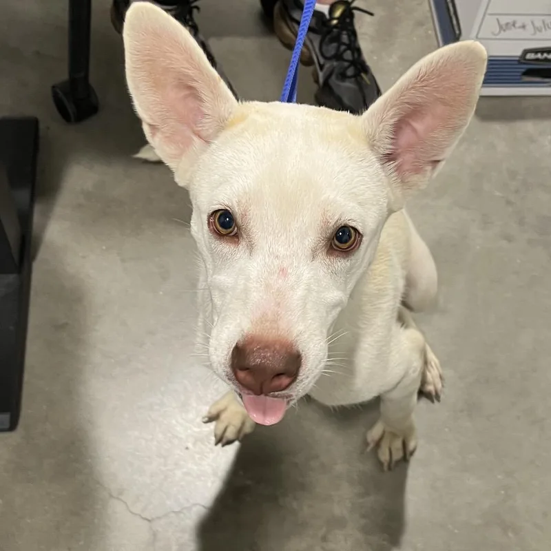 A young small-sized female White / Cream Husky dog named Octavia for adoption in Tampa, FL