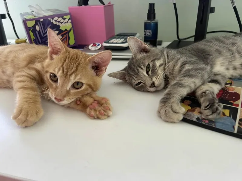 A baby medium-sized female Tabby (Orange / Red) Domestic Short Hair cat named Sunny & Maisie for adoption in Weehawken, NJ