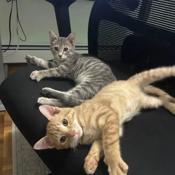Sunny & Maisie thumbnail 6