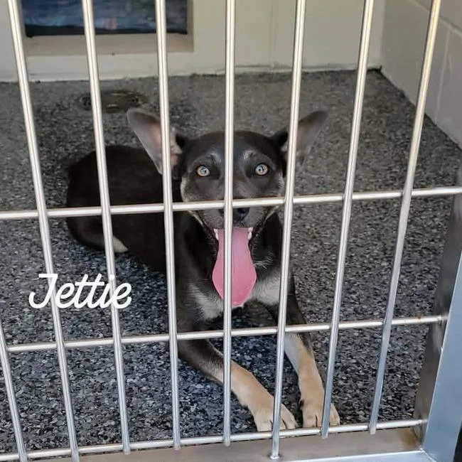 A young small-sized female Gray / Blue / Silver Rat Terrier dog named Jettie for adoption in Buchanan Dam, TX
