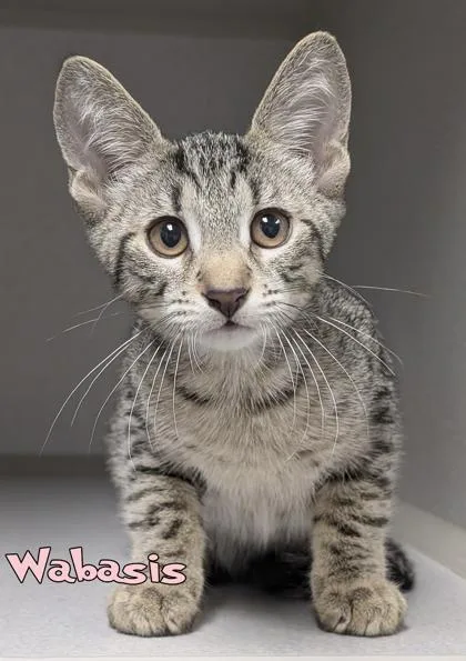 A baby small-sized male Domestic Short Hair cat named Wabasis for adoption in Mason, MI