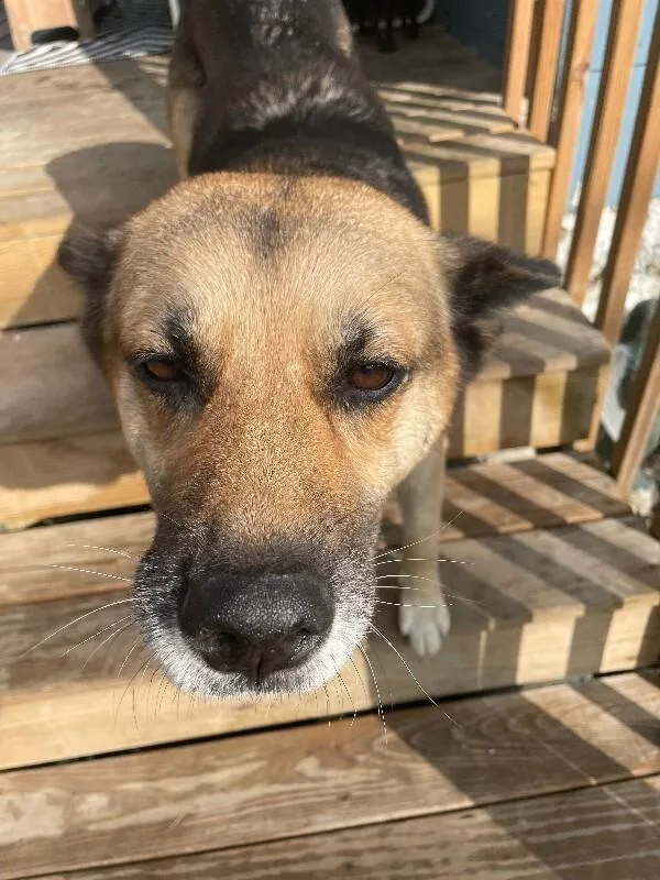 A senior large-sized female Black Mixed Breed dog named Peaches for adoption in Cincinnati, OH