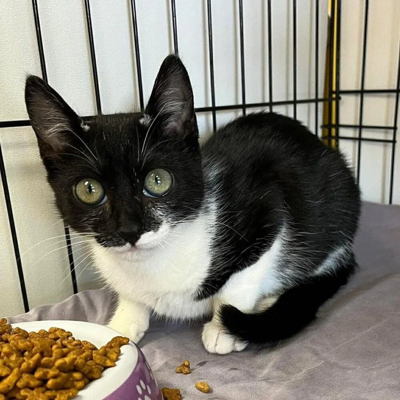 A baby medium-sized female Black & White / Tuxedo Domestic Short Hair cat named Cowgirl for adoption in Candler, NC