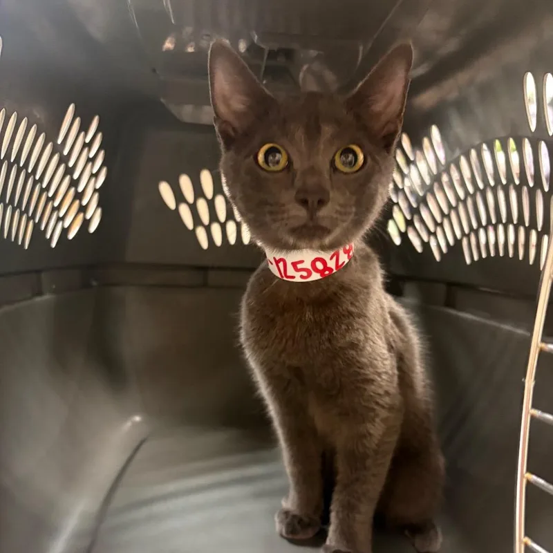 A baby small-sized female Gray / Blue / Silver Domestic Short Hair cat named Shadow for adoption in Birmingham, AL