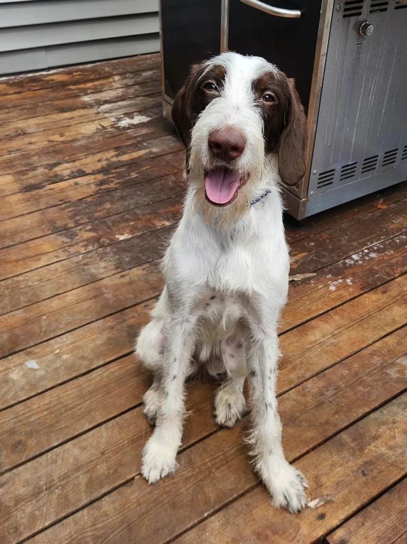 A baby medium-sized female White / Cream German Wirehaired Pointer dog named Bernie for adoption in Cleveland, OH