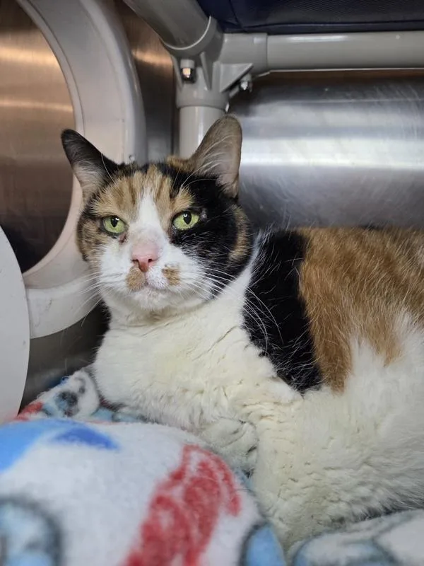 An adult medium-sized female Domestic Short Hair cat named Fancy Cat for adoption in Millersville, MD