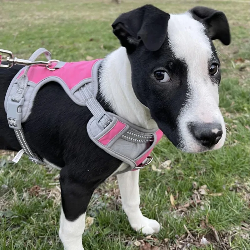 Renee Fc thumbnail 2