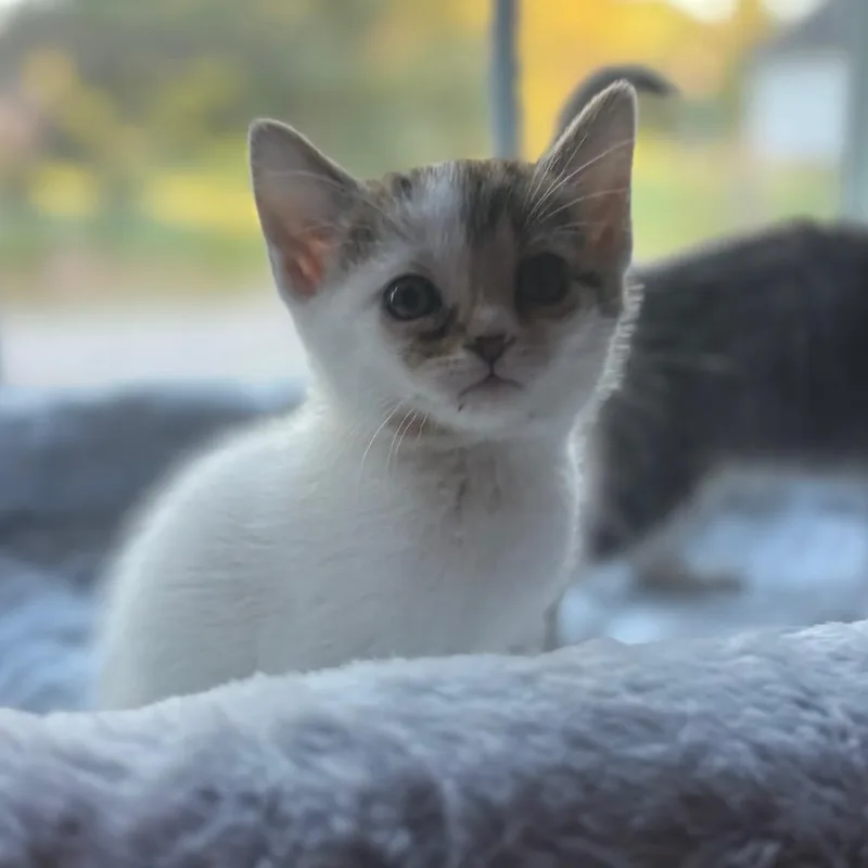 A baby small-sized male Brown / Chocolate Domestic Short Hair cat named Frank for adoption in La Grange, KY