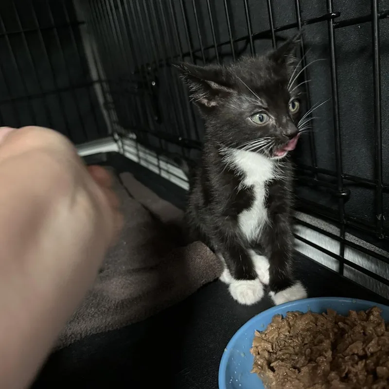 A baby small-sized male Black Domestic Short Hair cat named Crunch for adoption in Opelika, AL