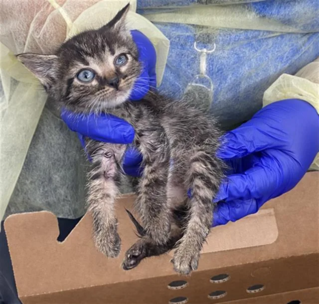 A baby medium-sized male Domestic Short Hair cat named Judy for adoption in Dallas, TX