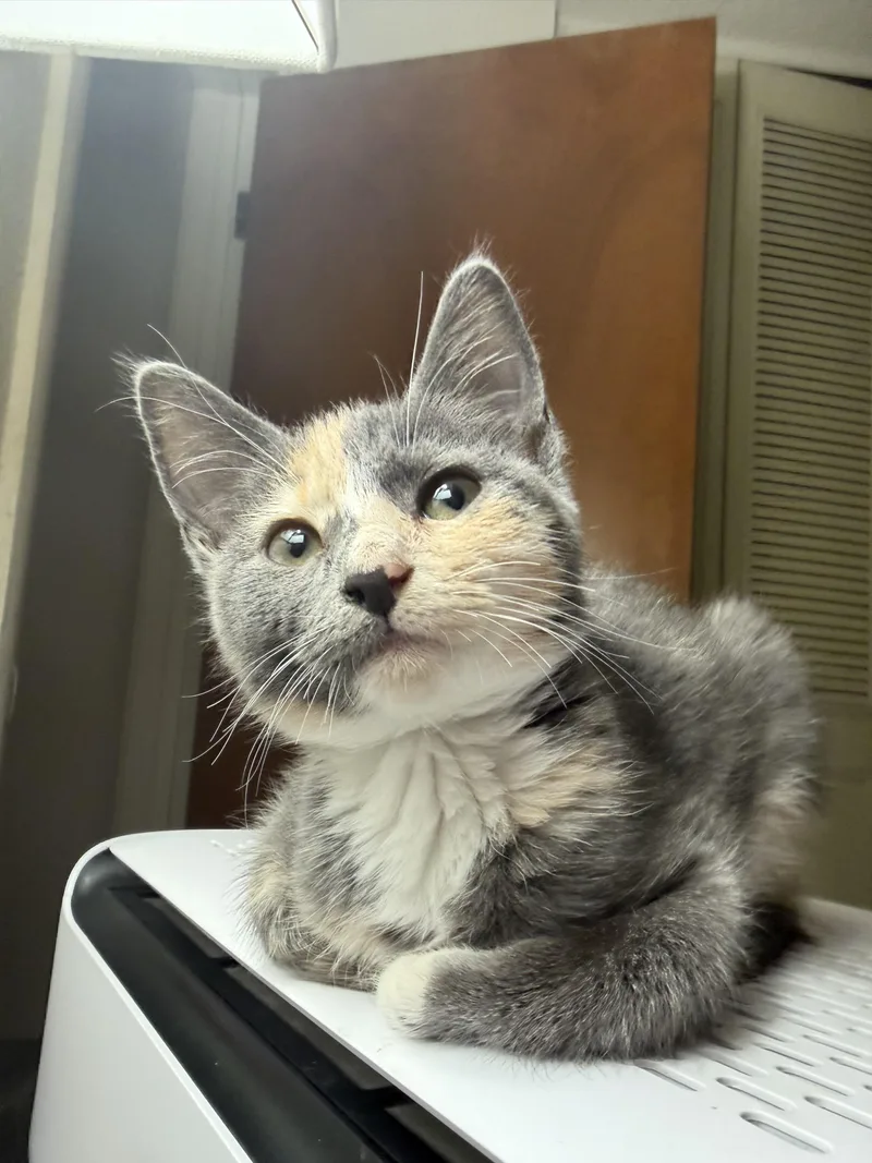 A baby small-sized female Domestic Short Hair cat named Piglet ๐ท for adoption in Rio Linda, CA